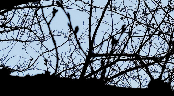 令和8年（2026年）3月28日は岩本町三丁目町会の観桜会のお知らせ画像です。会場の大和橋広場（千代田区岩本町3-6）の桜の木をアップで撮りました。3月17日の段階ではまだ蕾です。当日の満開を期待しています。