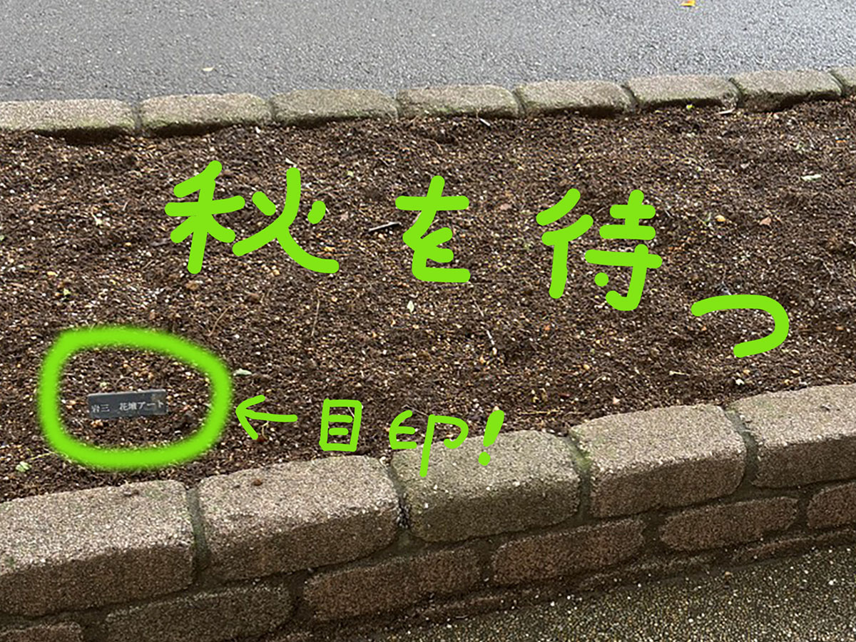 2026年6月20日午前、岩本町三丁目町会のみなさまによって整備された大和橋広場（やまとばしひろば、千代田区岩本町3-6）の花壇の様子です。土が綺麗にならされています。花壇はこれから養分を蓄え、秋を待ちます。そして秋には花壇アート。その日まで、花壇の小さな看板（「岩三、花壇アート」って書いてあります。緑色の丸の中に注目。目印って矢印が指している土のところに置いてあります）に、お留守番をしてもらおうと思います。